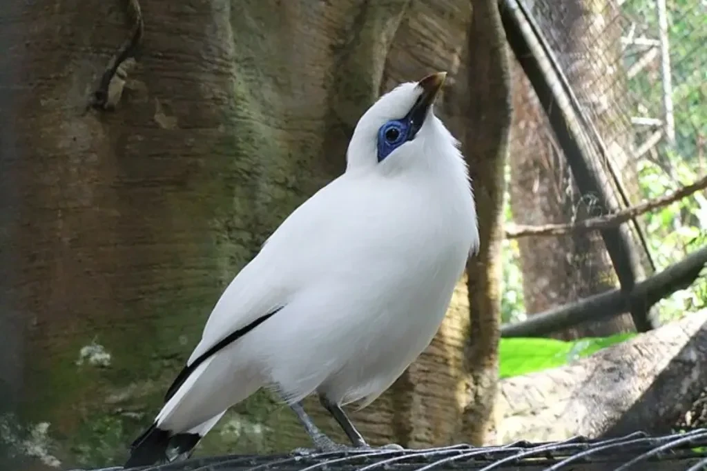 the bali starling