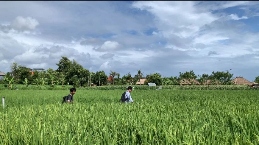kertalangu rice fields