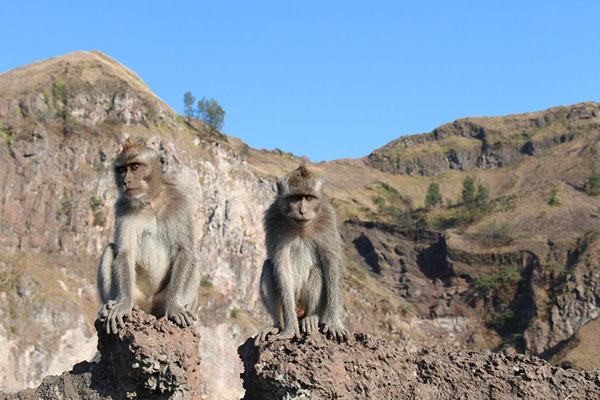 monkey, mount batur