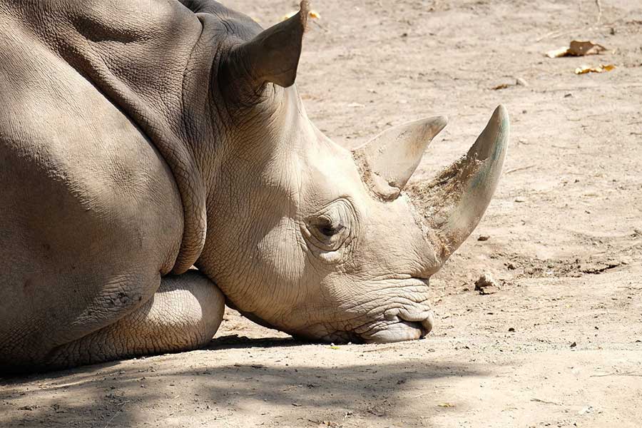 rhino, rhino package