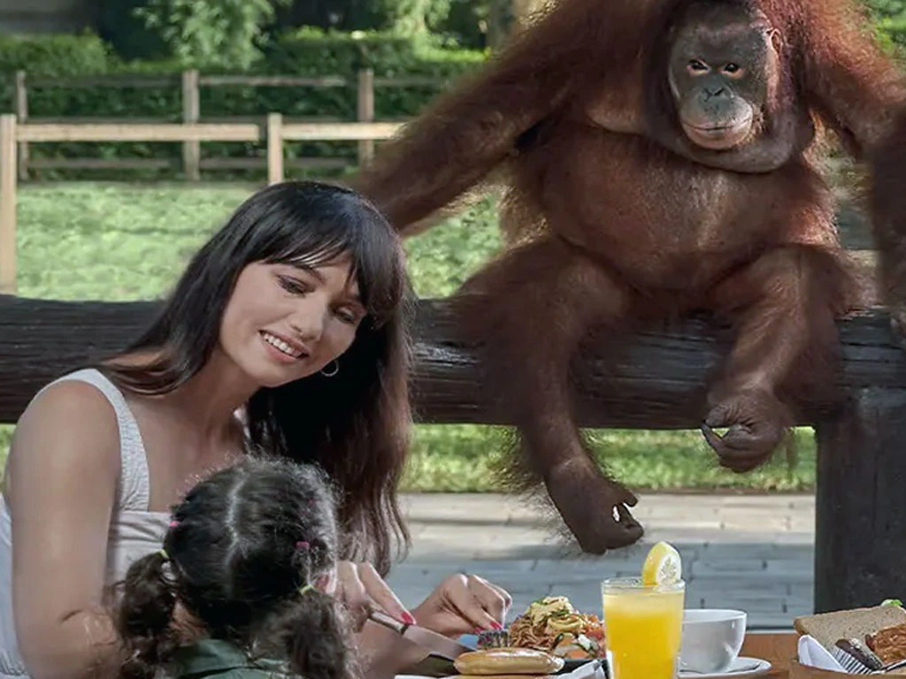 breakfast with orangutan