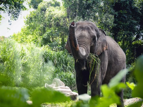 big amazing elephant