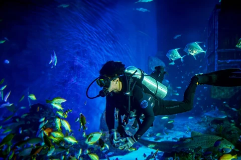 aquarium marine safari