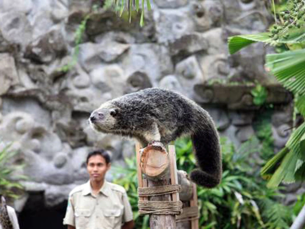 animal presentation